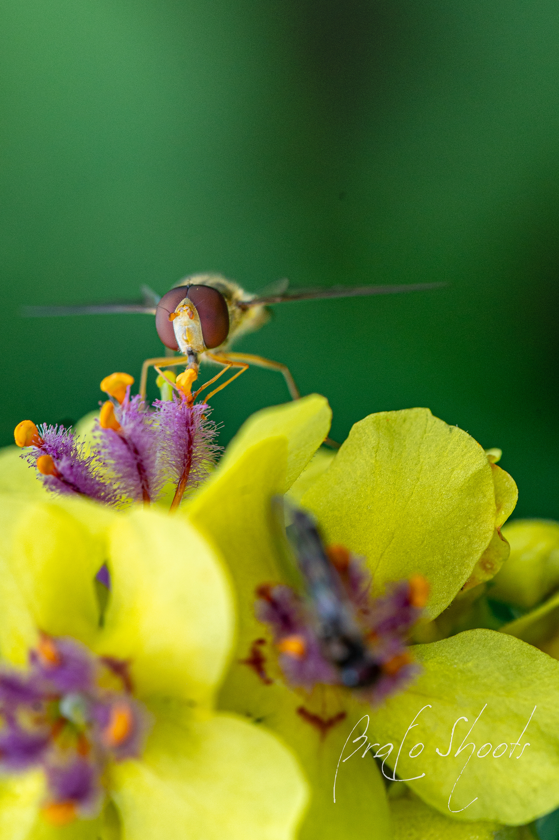 Macro