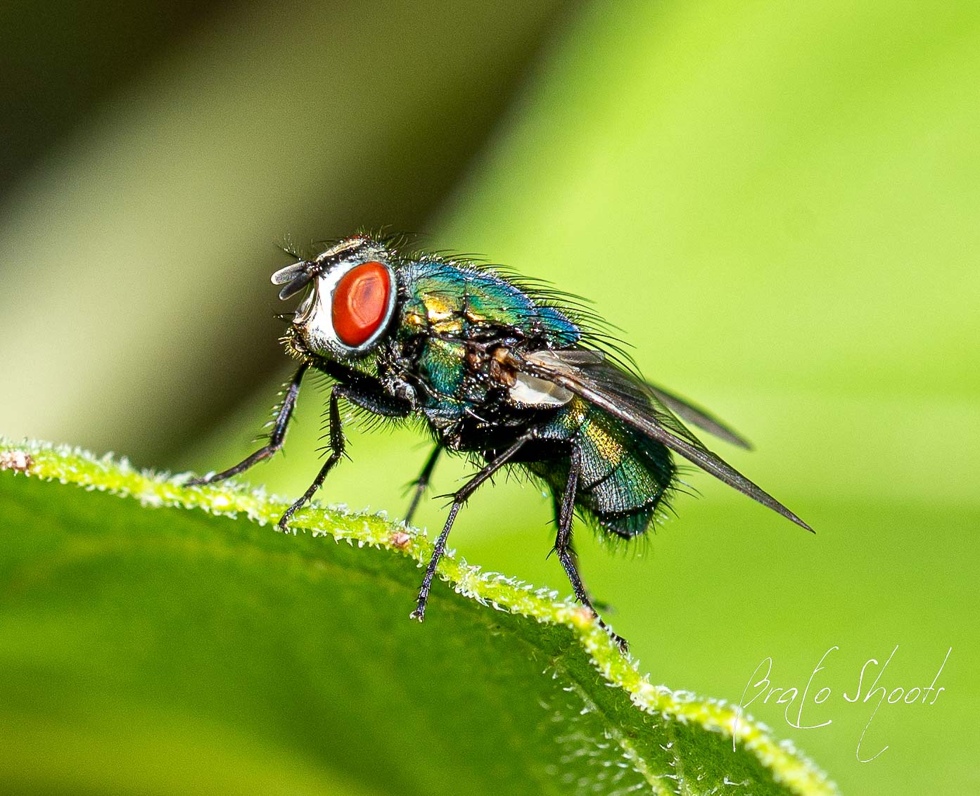 Macro