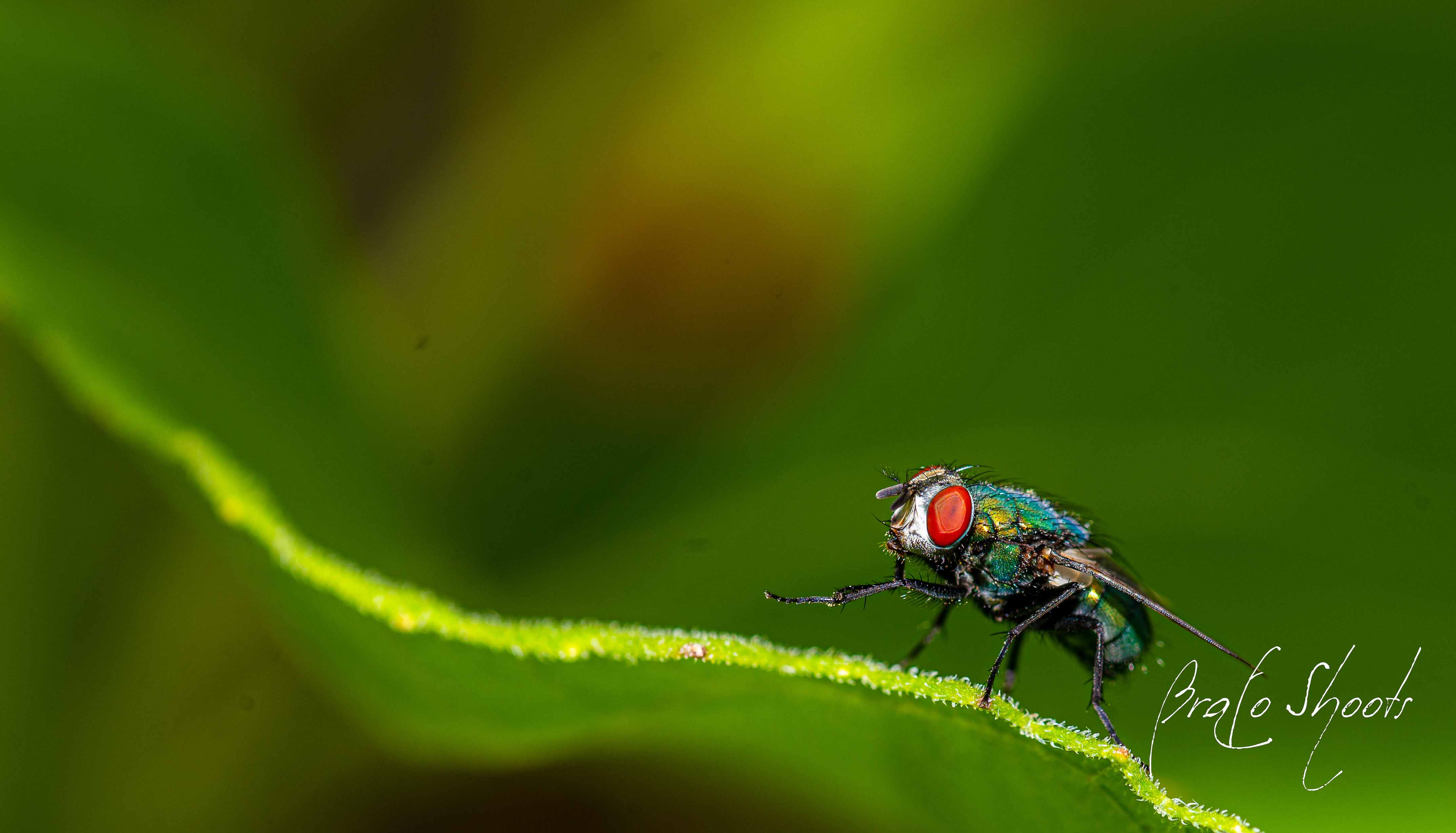 Macro